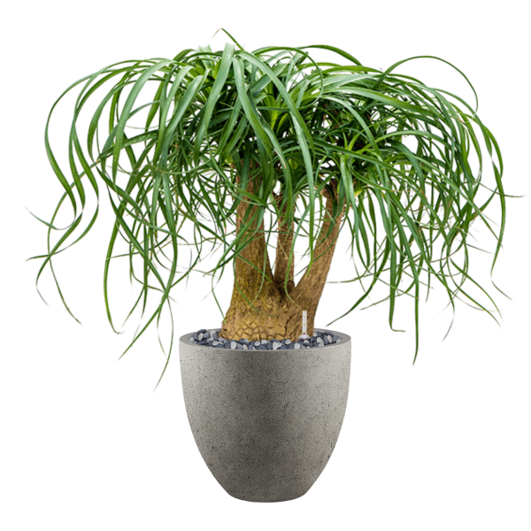 Beaucarnea recurvata în Grigio Beaucarnea recurvata în Grigio