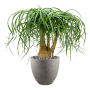 Beaucarnea recurvata în Grigio