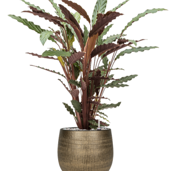 Calathea rufibarba 'Wavestar' la Ryan Calathea rufibarba 'Wavestar' la Ryan