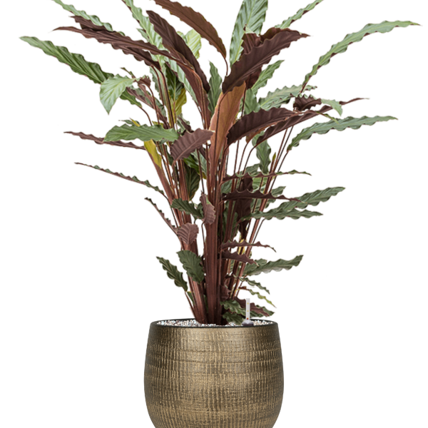 Calathea rufibarba 'Wavestar' la Ryan Calathea rufibarba 'Wavestar' la Ryan