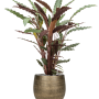 Calathea rufibarba 'Wavestar' la Ryan