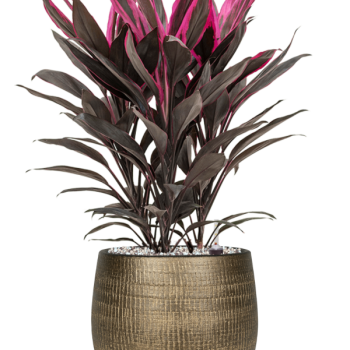 Cordyline fruticosa 'Tango' la Ryan Cordyline fruticosa 'Tango' la Ryan