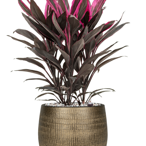 Cordyline fruticosa 'Tango' la Ryan Cordyline fruticosa 'Tango' la Ryan