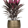 Cordyline fruticosa 'Tango' la Ryan