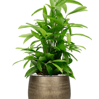 Dracaena surculosa în Ryan