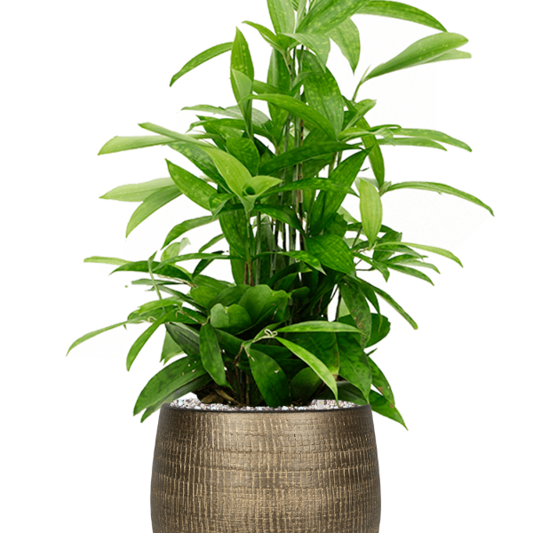 Dracaena surculosa în Ryan