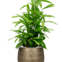 Dracaena surculosa în Ryan