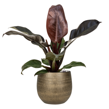 Philodendron „Imperial Red” la Ryan