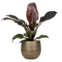 Philodendron „Imperial Red” la Ryan