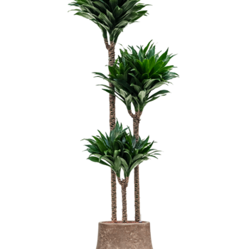 Dracaena fragrans 'Compacta' în ghiveci simplu acoperit cu Baq Polystone Dracaena fragrans 'Compacta' în ghiveci simplu acoperit cu Baq Polystone