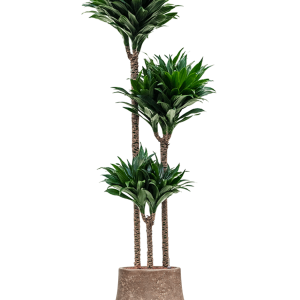 Dracaena fragrans 'Compacta' în ghiveci simplu acoperit cu Baq Polystone Dracaena fragrans 'Compacta' în ghiveci simplu acoperit cu Baq Polystone