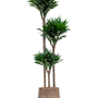 Dracaena fragrans 'Compacta' în ghiveci simplu acoperit cu Baq Polystone