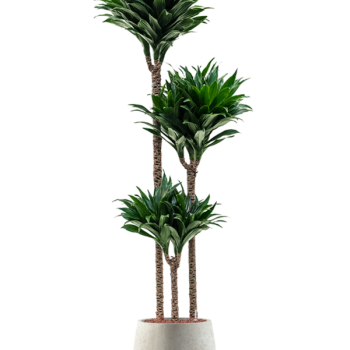 Dracaena fragrans 'Compacta' în Grigio Dracaena fragrans 'Compacta' în Grigio