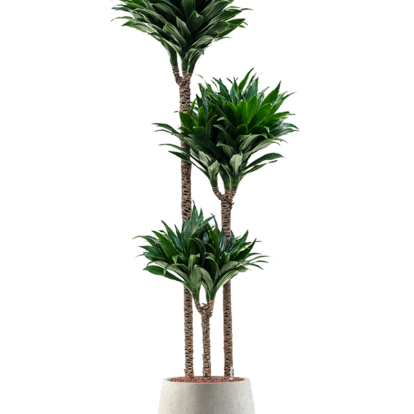 Dracaena fragrans 'Compacta' în Grigio Dracaena fragrans 'Compacta' în Grigio