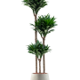 Dracaena fragrans 'Compacta' în Grigio