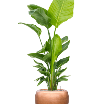 Strelitzia nicolai (120-160) cu frunze argintii metalice Baq Strelitzia nicolai (120-160) cu frunze argintii metalice Baq