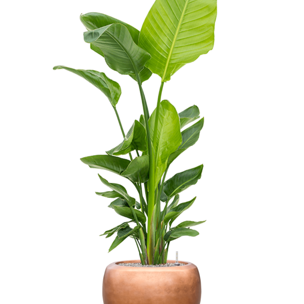 Strelitzia nicolai (120-160) cu frunze argintii metalice Baq Strelitzia nicolai (120-160) cu frunze argintii metalice Baq