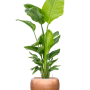Strelitzia nicolai (120-160) cu frunze argintii metalice Baq