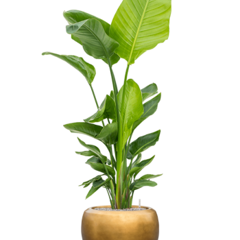 Strelitzia nicolai (120-160) cu frunze argintii metalice Baq Strelitzia nicolai (120-160) cu frunze argintii metalice Baq