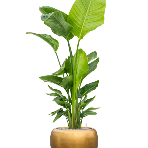Strelitzia nicolai (120-160) cu frunze argintii metalice Baq Strelitzia nicolai (120-160) cu frunze argintii metalice Baq