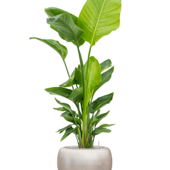 Strelitzia nicolai (120-160) cu frunze argintii metalice Baq Strelitzia nicolai (120-160) cu frunze argintii metalice Baq