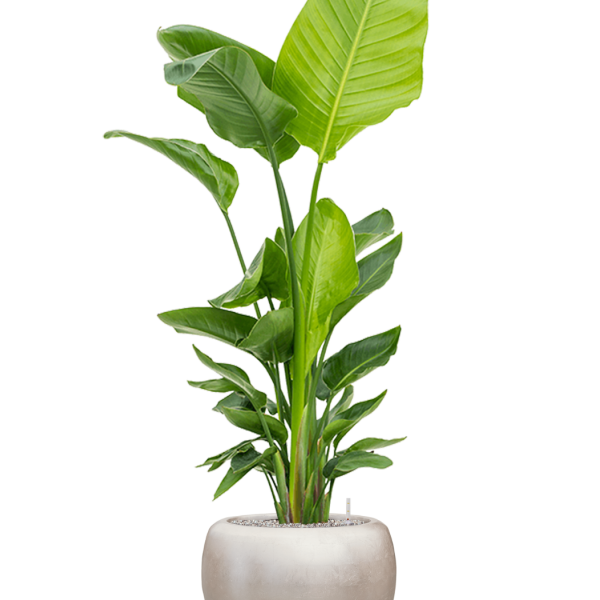 Strelitzia nicolai (120-160) cu frunze argintii metalice Baq Strelitzia nicolai (120-160) cu frunze argintii metalice Baq