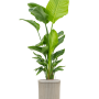 Strelitzia nicolai (120-160) în modelul Baq Vertical Rib