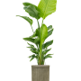 Strelitzia nicolai (120-160) în modelul Baq Vertical Rib
