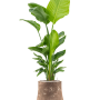 Strelitzia nicolai (120-160) în finisaj Baq Polystone, neted
