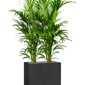 Kentia (Howea) forsteriana în Grigio Kentia (Howea) forsteriana în Grigio