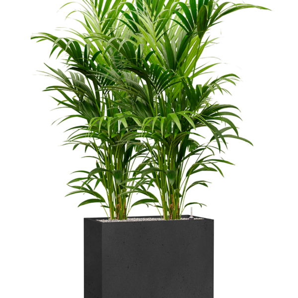 Kentia (Howea) forsteriana în Grigio Kentia (Howea) forsteriana în Grigio