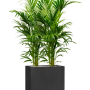 Kentia (Howea) forsteriana în Grigio