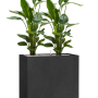 Strelitzia nicolai în Grigio
