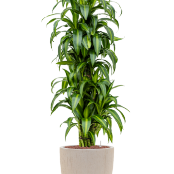 Dracaena fragrans 'Hawaiian Sunshine' in Baq Raindrop