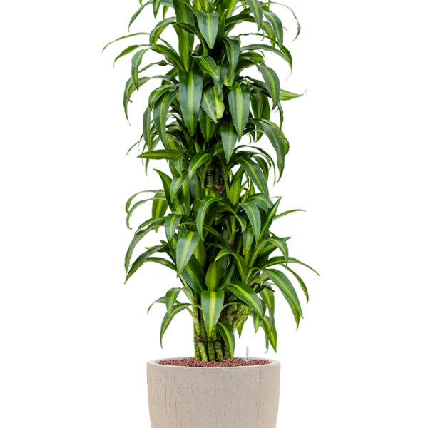 Dracaena fragrans 'Hawaiian Sunshine' in Baq Raindrop
