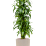 Dracaena fragrans 'Hawaiian Sunshine' in Baq Raindrop