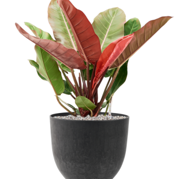 Philodendron 'Prince of Orange' in Artstone