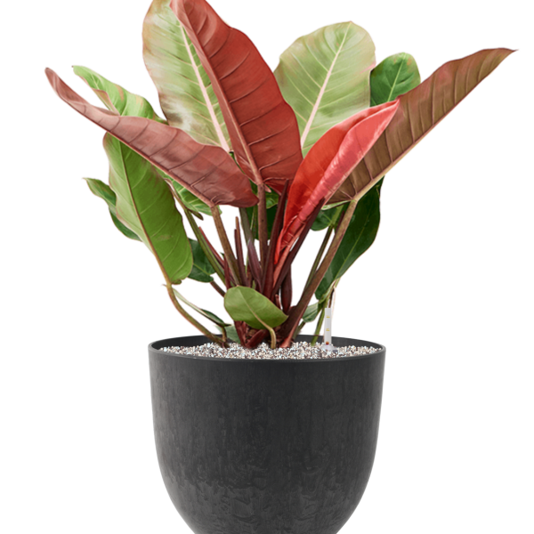Philodendron 'Prince of Orange' in Artstone