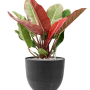 Philodendron 'Prince of Orange' in Artstone