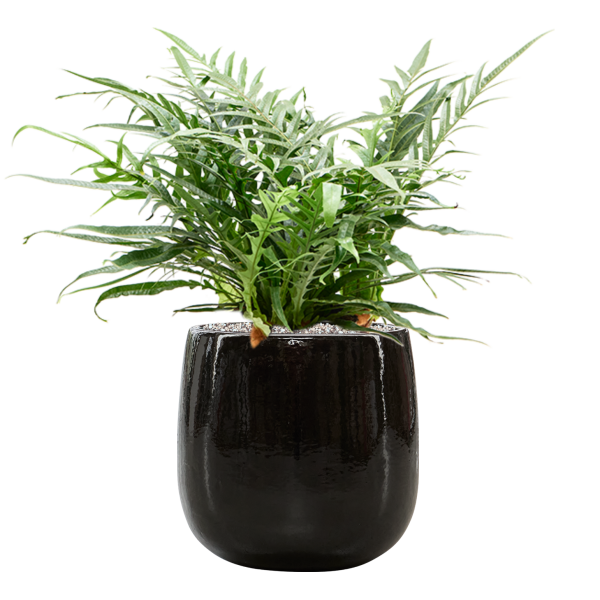 Aglaomorpha 'Jim' in Balloon