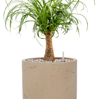 Beaucarnea recurvata in Rough