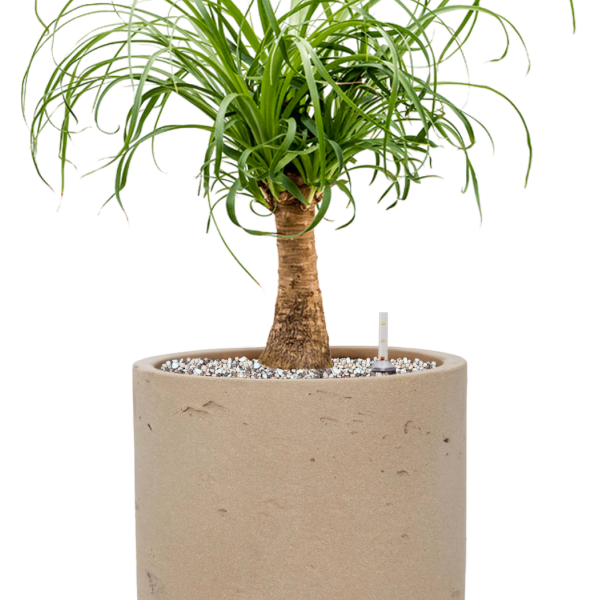 Beaucarnea recurvata in Rough