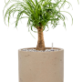 Beaucarnea recurvata in Rough