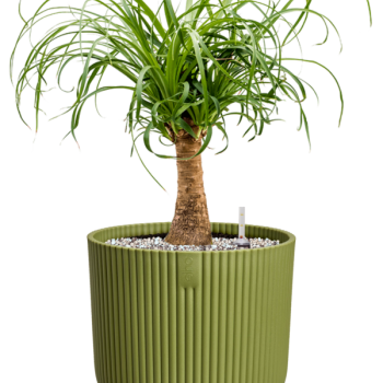 Beaucarnea recurvata in Vibes Fold