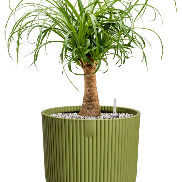 Beaucarnea recurvata in Vibes Fold