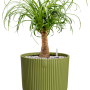 Beaucarnea recurvata in Vibes Fold