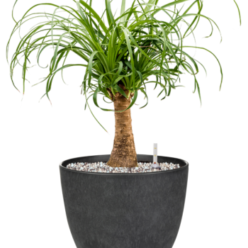 Beaucarnea recurvata in Artstone
