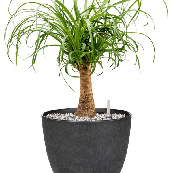 Beaucarnea recurvata in Artstone