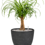 Beaucarnea recurvata in Artstone