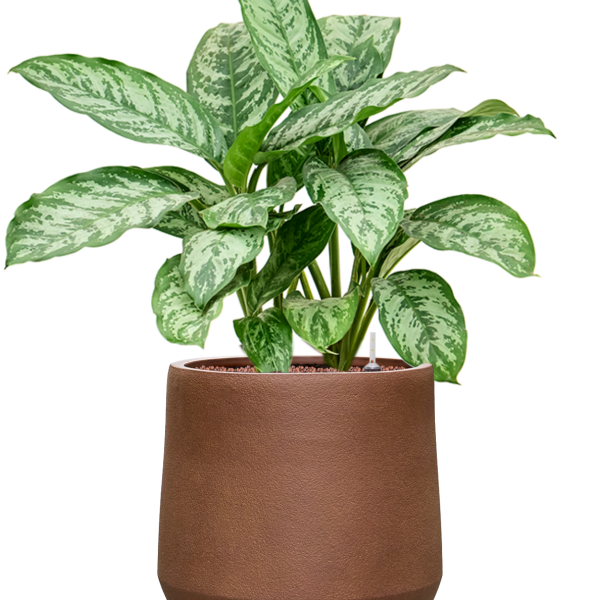 Aglaonema 'Chantal' in Antwerp
